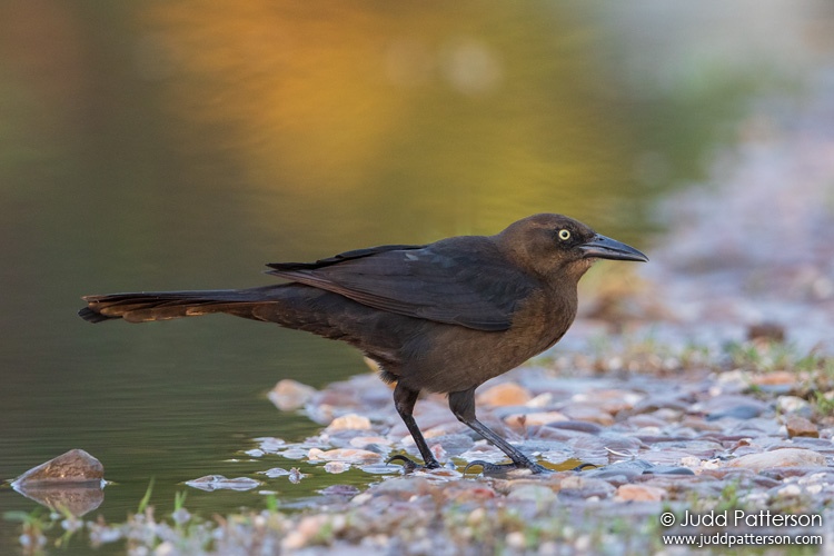 Great-tailed Grackle, Crooked Tree Wildlife Sanctuary, Belize